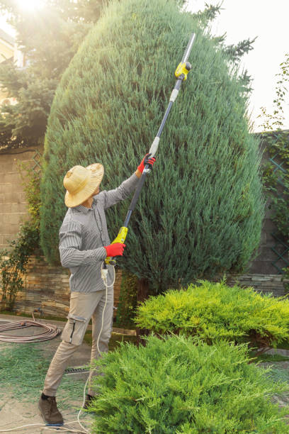 Best Tree Care Services  in Purcellville, VA